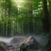 Niezapomniana Wyprawa do Lasu: Trzy Niesamowite Przygody w Świecie Natury